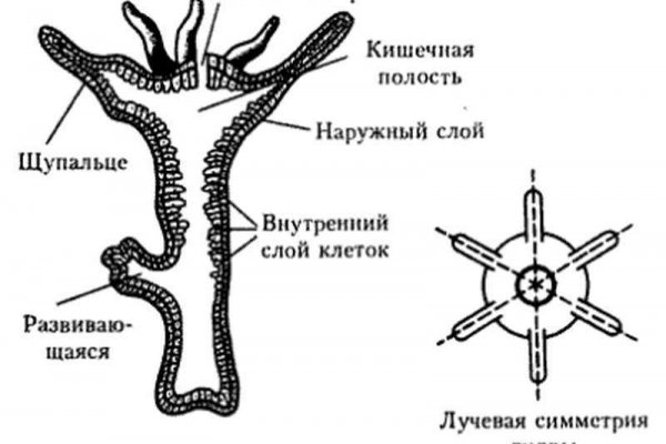 Как вывести деньги с кракена